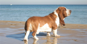 Basset Hound