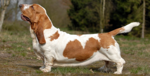 Basset Hound