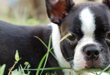 Boston Terrier