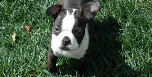 Boston Terrier