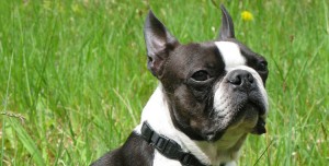 Boston Terrier