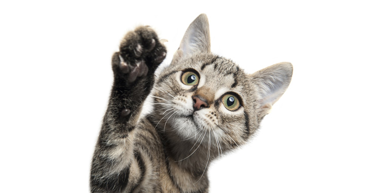 Brinquedos para gatos
