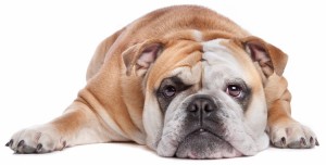 bulldog