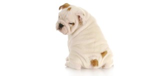 bulldog
