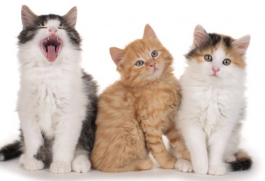 Como ensinar o gato a usar a caixa de areia