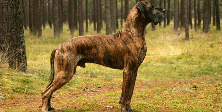 Conheça o Dog Alemão que pode se tornar o maior cachorro do mundo