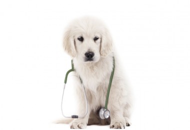 Hepatite Infecciosa Canina