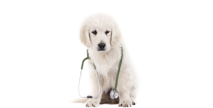 Hepatite Infecciosa Canina