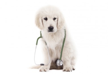 Leptospirose Canina