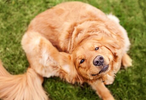Dermatite psicogênica: conheça causas, sintomas e tratamentos em cães e gatos