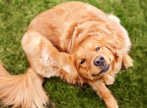 Cachorro se coçando com doença do carrapato.