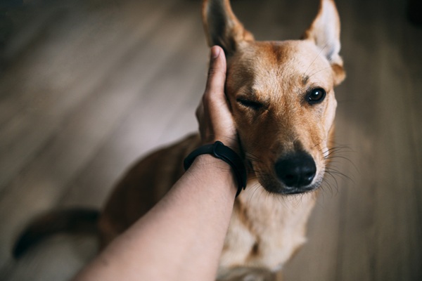 Cachorro recebendo carinho.