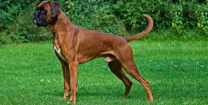 Boxer