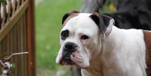 Boxer