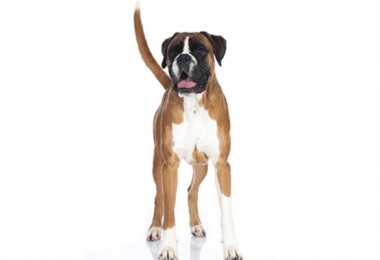 Boxer