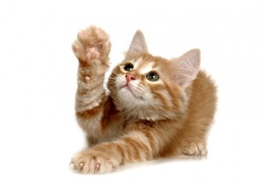 CatNip – A Erva do Gato