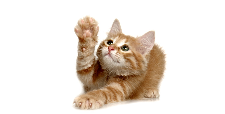 CatNip – A Erva do Gato