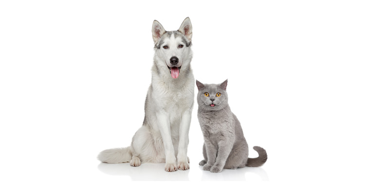 Dicas de como cuidar da pelagem do seu pet