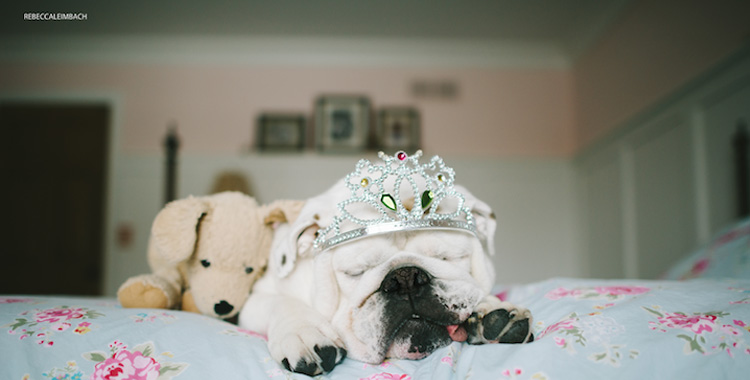Lola, a irmã Bulldog