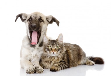 Vira-Lata – Cães e Gatos