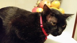 Black, o gato guerreiro