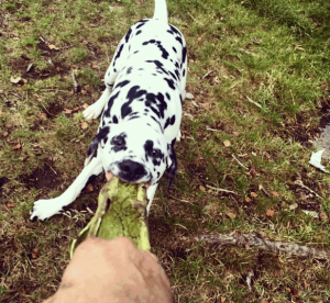 @baileyandislay