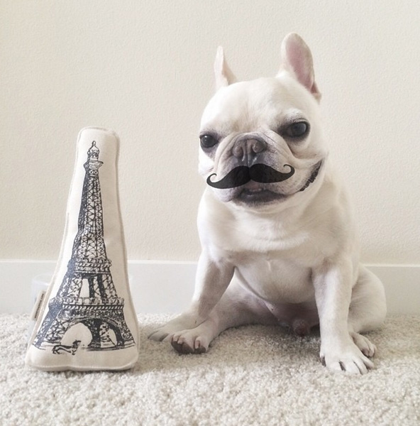 bulldog francês