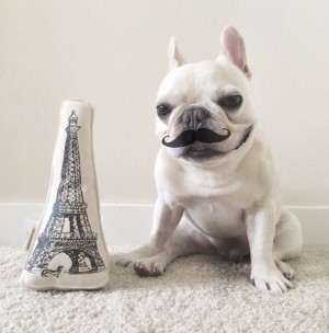 bulldog francês