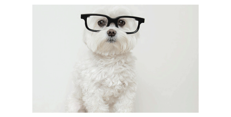 O que esperar de um cachorro quando você não está esperando