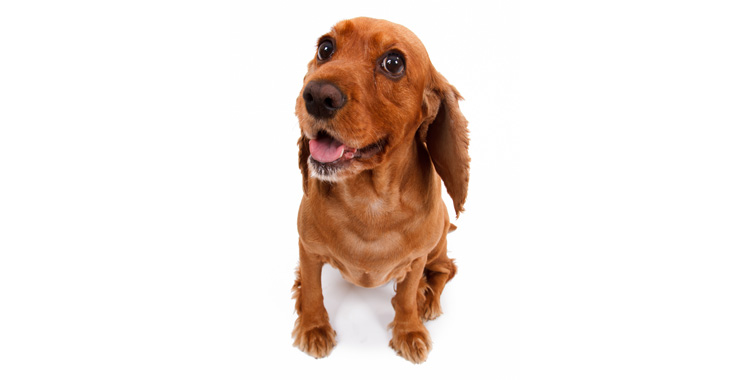 Cinco dicas para ensinar o cachorro fazer as necessidades no lugar certo