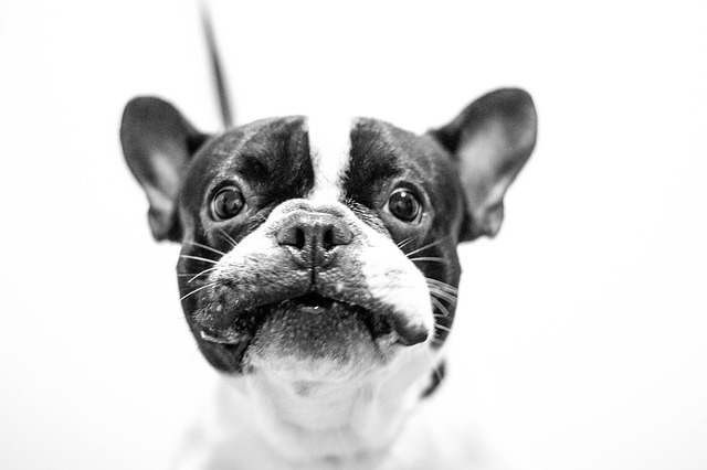 Rosto de cachorro em foto preto e branco