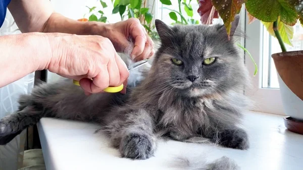 Gato passando por tosa higiênica.