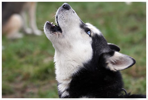 Por que cachorro uiva?