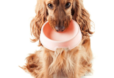 5 alimentos proibidos para cachorro!