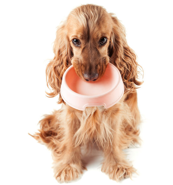 5 alimentos proibidos para cachorro!