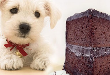 Por que não devemos oferecer chocolate para cachorros e gatos