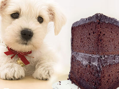 Por que não devemos oferecer chocolate para cachorros e gatos
