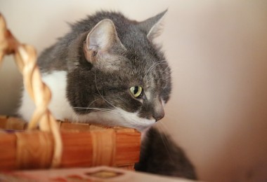 Otite canina e otite felina