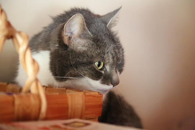 Aprenda a limpar a orelha do gato e entenda porque a prática é tão  importante