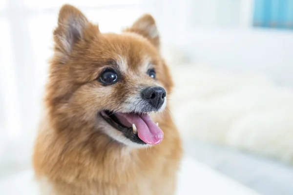 Cachorro com doença periodontal