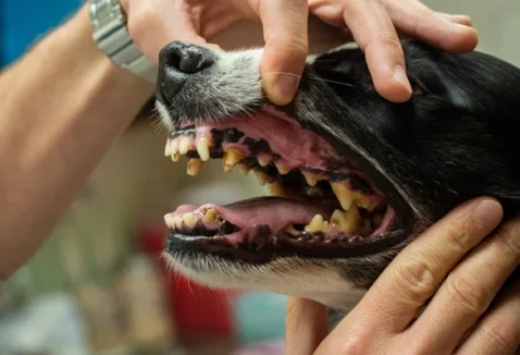 Entenda sobre o tártaro em cães e gatos e como tratar
