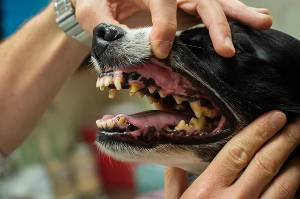 O que é a doença periodontal em cães, sintomas e tratamentos
