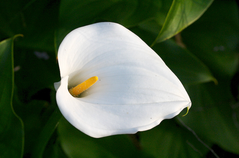 Planta copo-de-leite