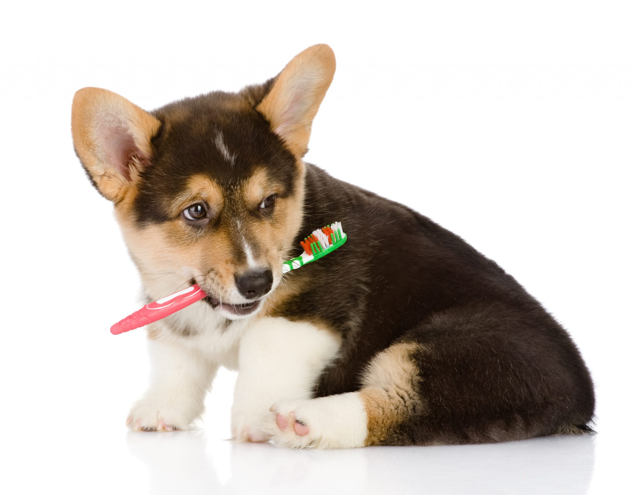 Doença periodontal em cães