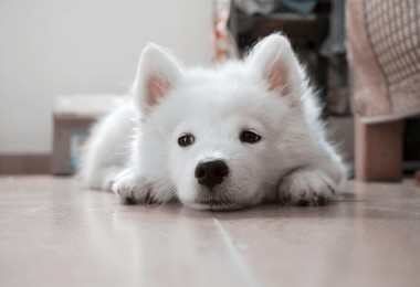 Seu cachorro está entediado? Saiba mais sobre enriquecimento ambiental
