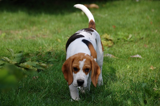 O que o rabo do cachorro quer dizer?