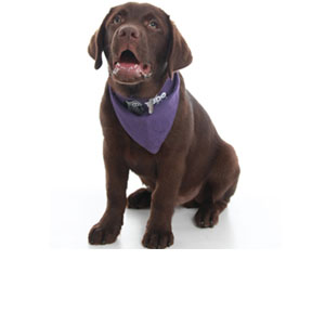 Calming Signal – o sentar do cão pode ser um sinal de desconforto