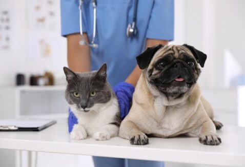 Check-up veterinário: entenda como funciona e quando fazer no seu pet