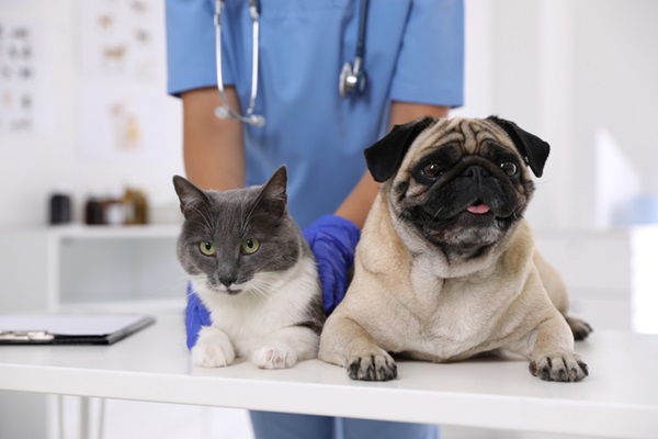 Cachorro e gato no médico-veterinário.