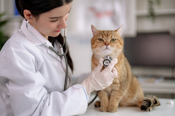 Gato fazendo check-up veterinário.